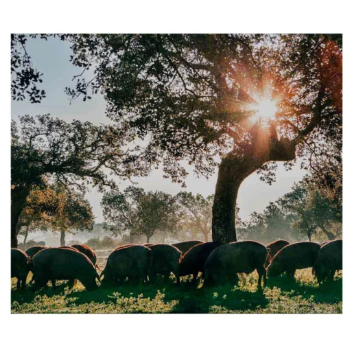 iberian-pigs-grazing-bellota-covap
