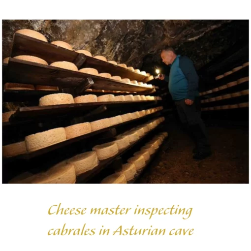 Cheese master inspecting wheels of cabrales cheese in a cave in Asturias