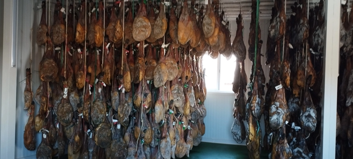 Iberian hams hanging in the first stage during their long curing period