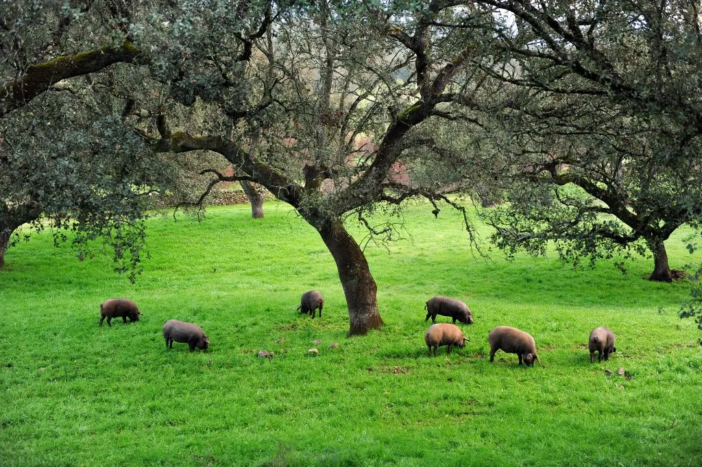 iberian pigs foraging for acorns under an acorn tree in Salamanca Spain