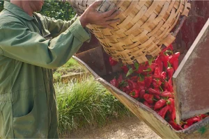 Piquillo peppers Lodosa Navarra. Spanish preserved vegetables