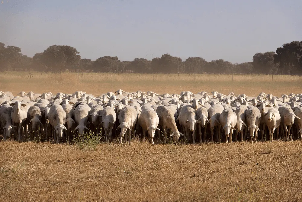 Manchego Sheep La Mancha